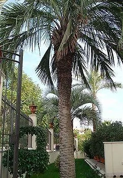 Villa Daphne Giardini Naxos